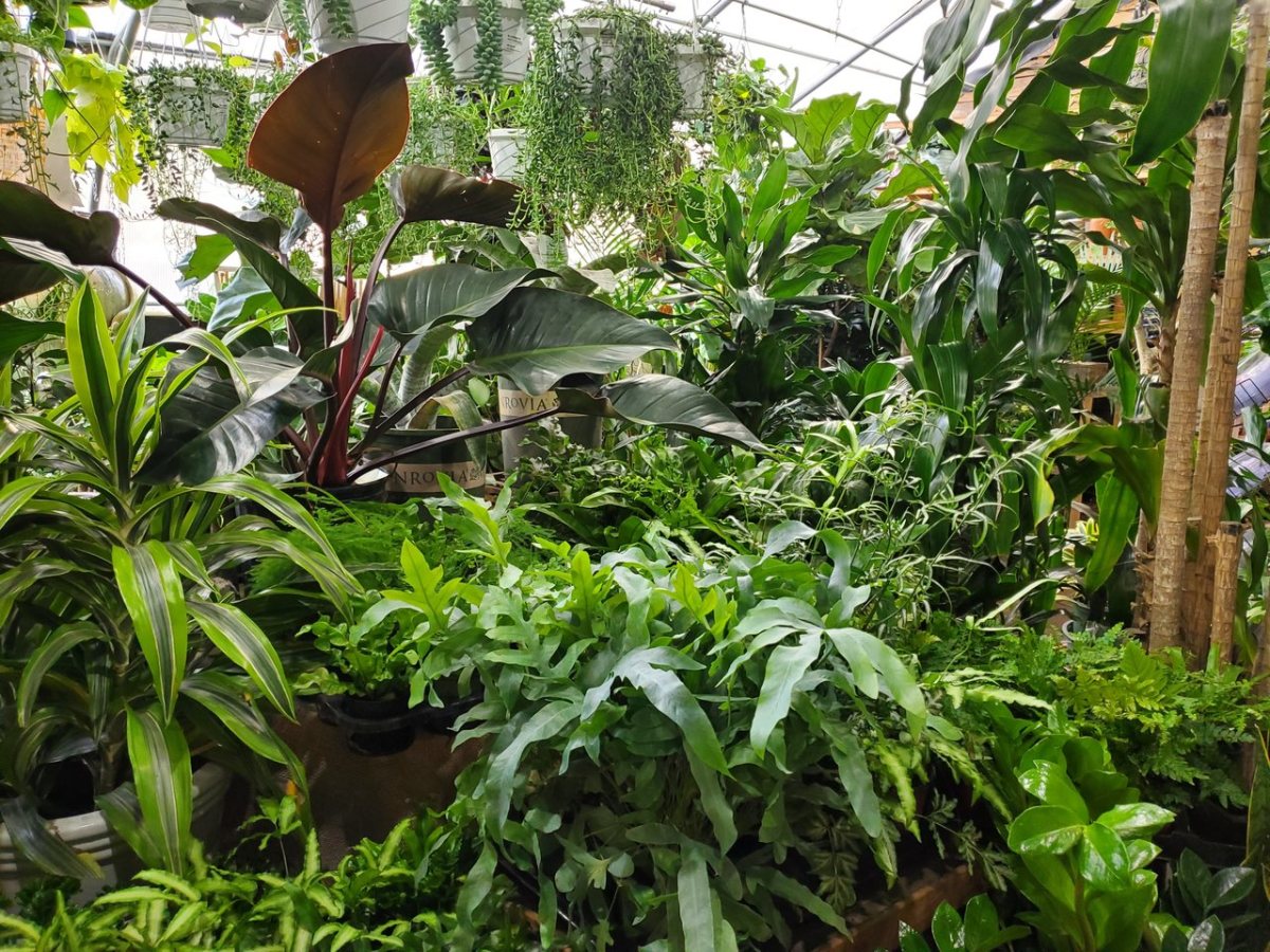 Photo courtesy of Urban Garden Center